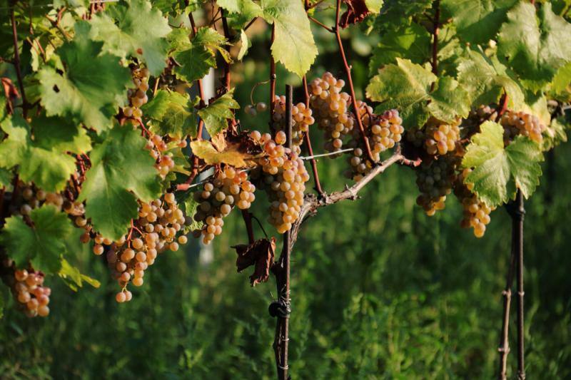 Muskatella Weinreben