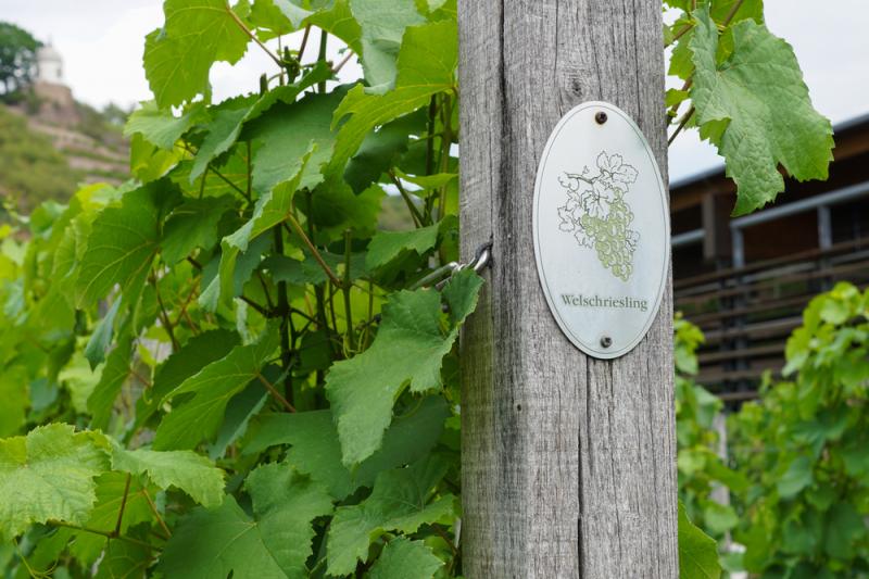 Der Welschriesling ist nicht mit dem Riesling verwandt