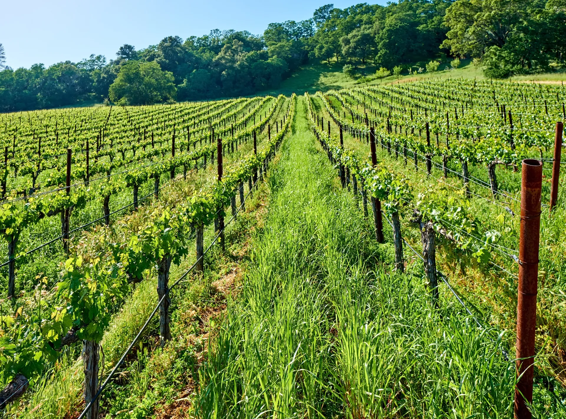 Weinberge in Kalifornien, USA