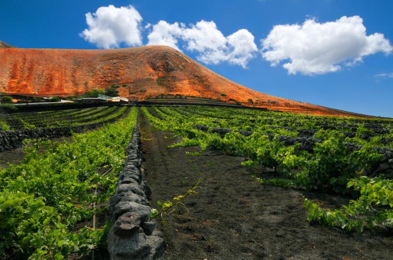 Weinfelder auf Lanzarote