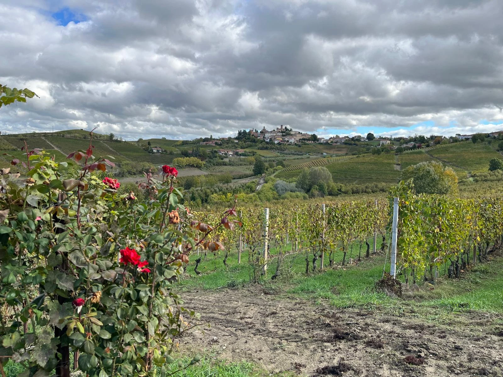 Rebzeilen, Rosen und hügelige Weinlandschaft mit einem Ort am Horizont.