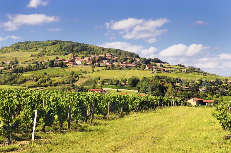 Weinanbaugebiet in Beaujolais, Frankreich