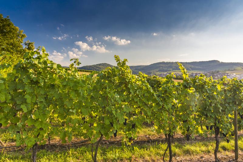Der Kerner ist eine Kreuzung aus dem Riesling und dem Trollinger