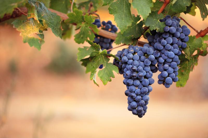 Uvas tintas