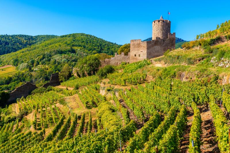 Eine Burg auf einem Weinberg in Elsass