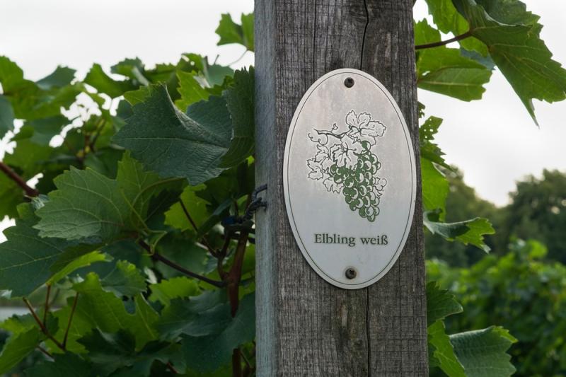 Anbaugebiet des Elblings an der Mosel