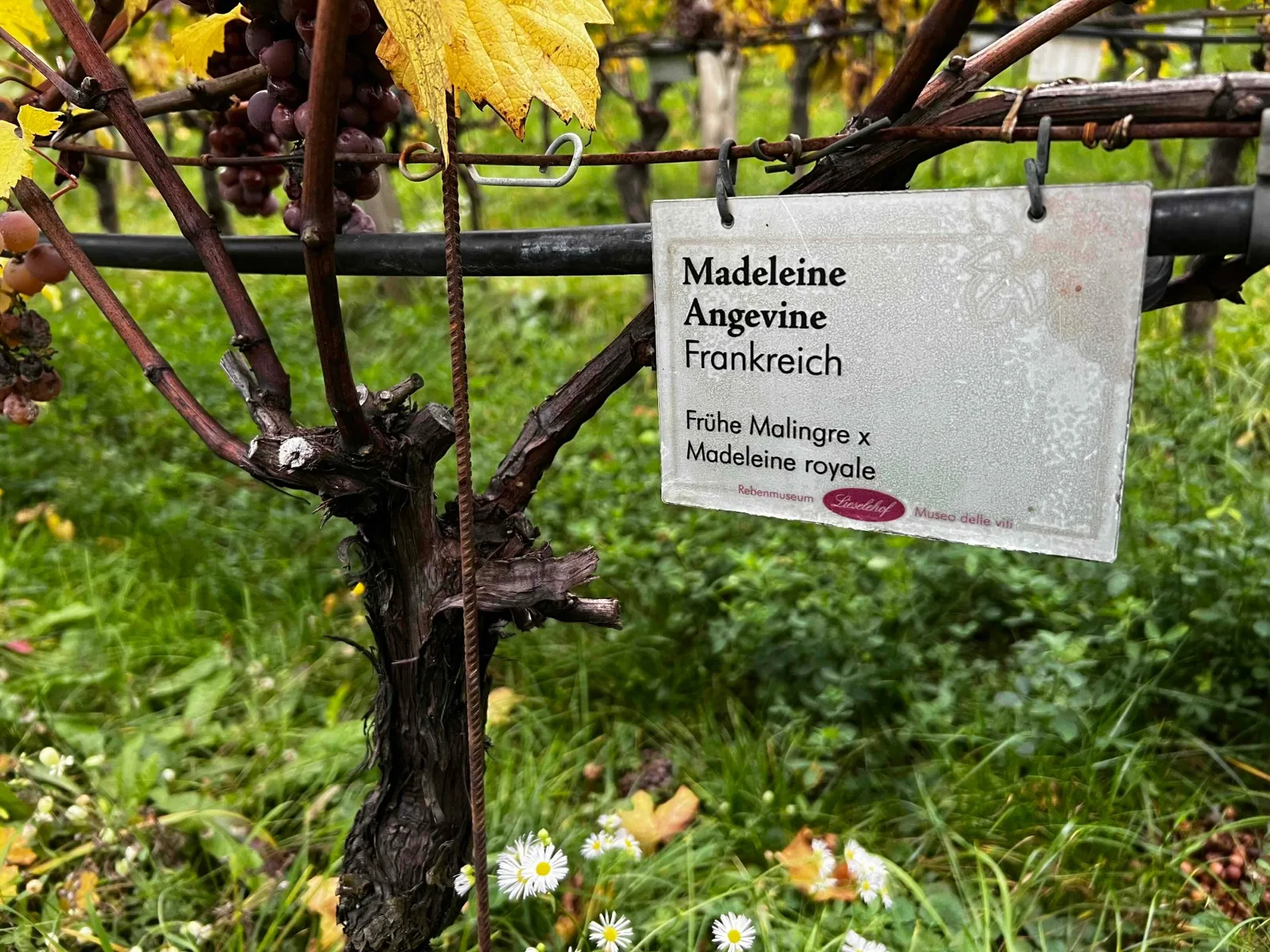 Trauben und Schild Madeleine Angevine an einem Rebstock.