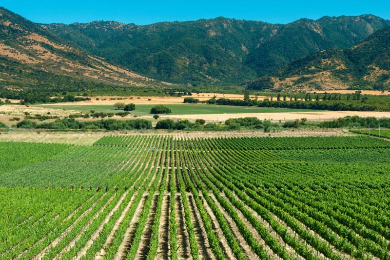 Ein Weinfeld im Tal von Colchagua, Chile