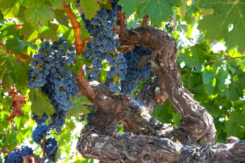 Die Zinfandel Weintraube