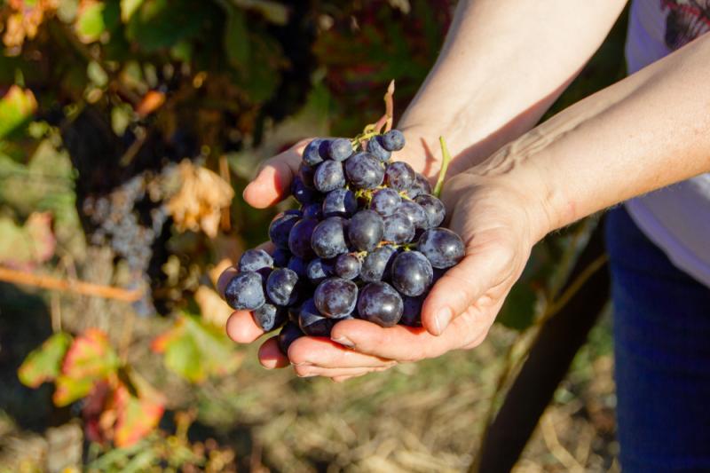 Winzerin hält Dornfelder Trauben in der Hand