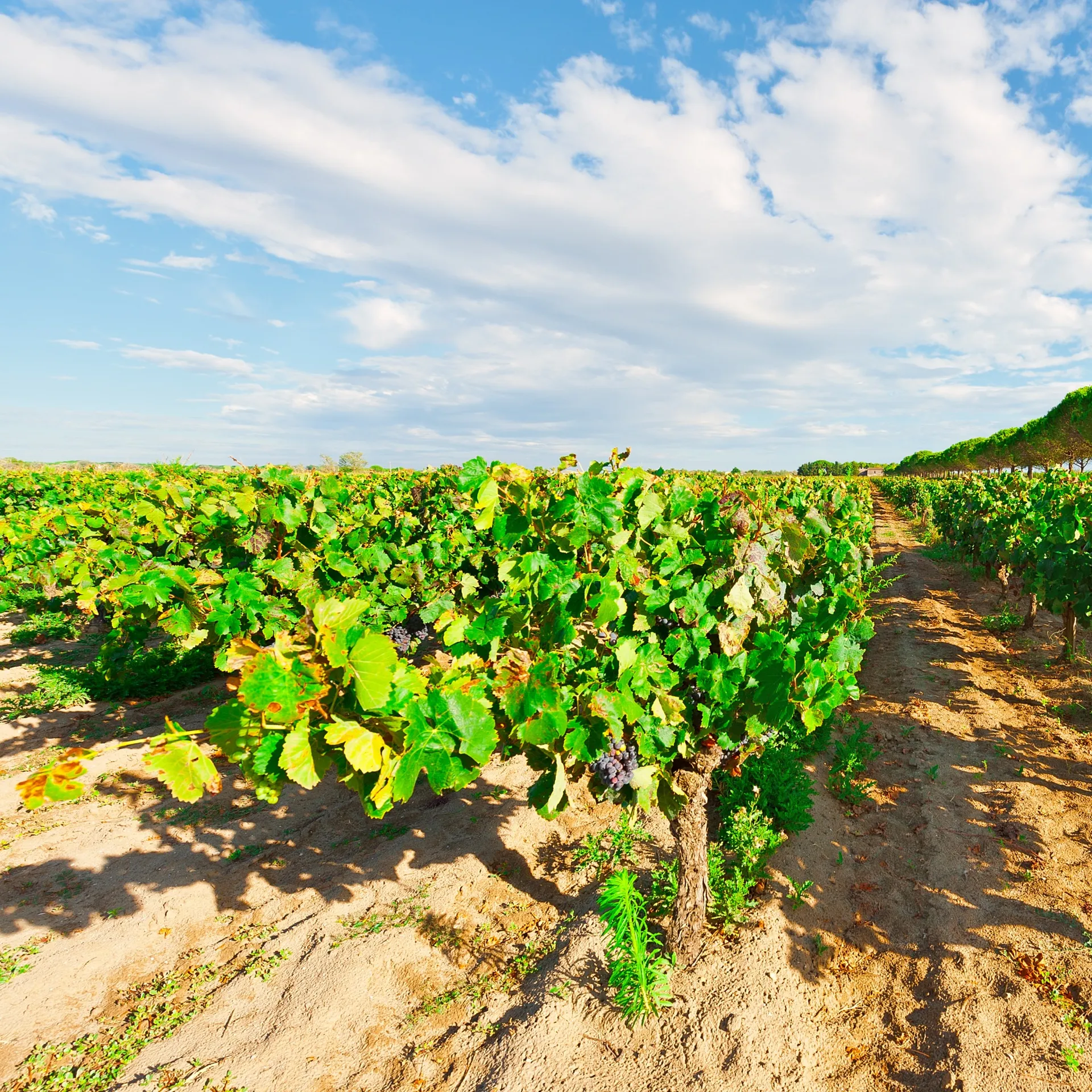 Weinberg in Frankreich im Herbst