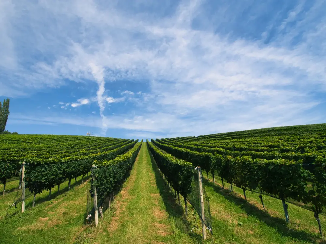Weinberg mit Rebzeilen unter blauem Himmel