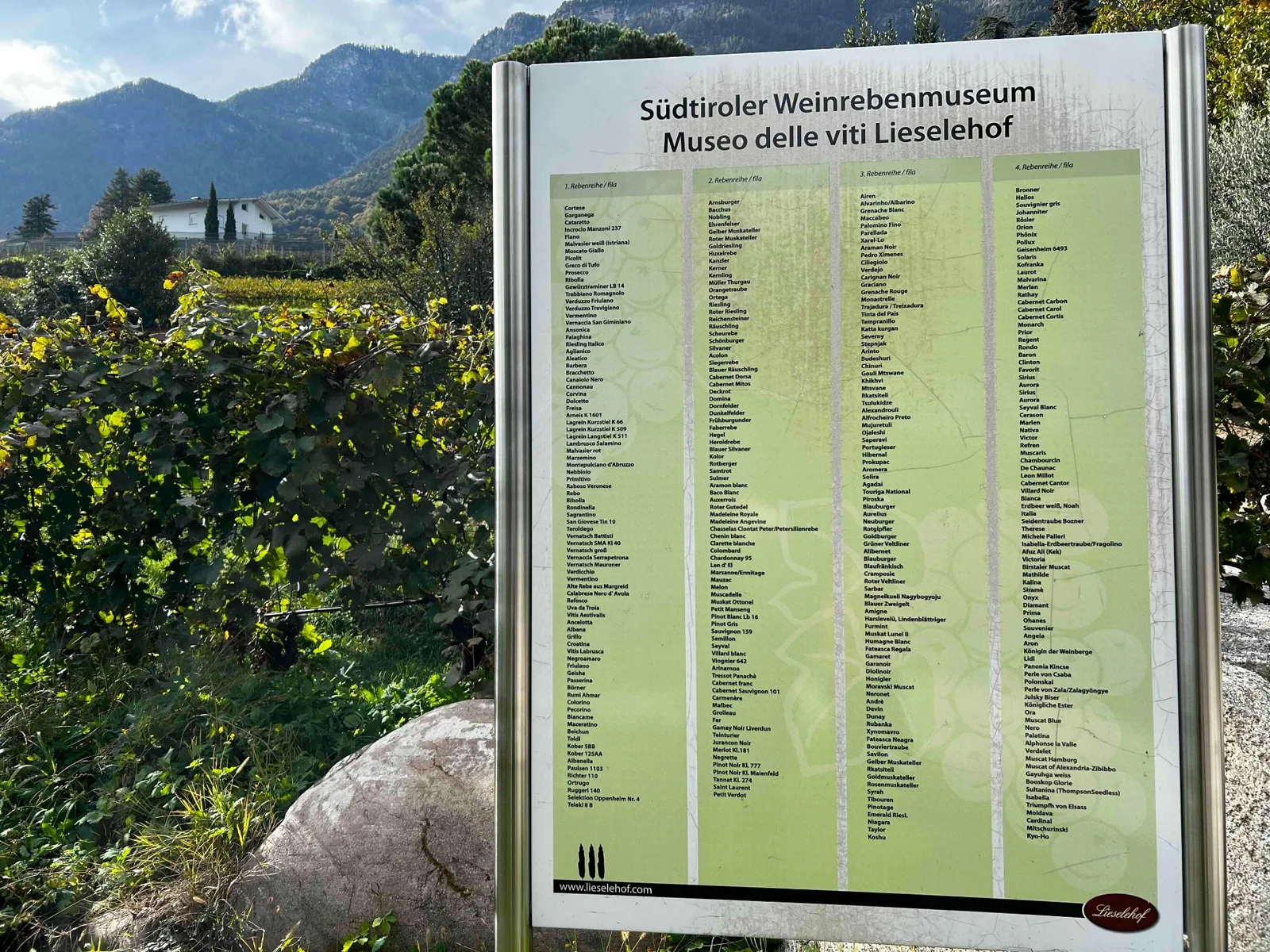 Tafel Südtiroler Weinrebenmuseum mit Rebsortenliste neben einem Weinberg.