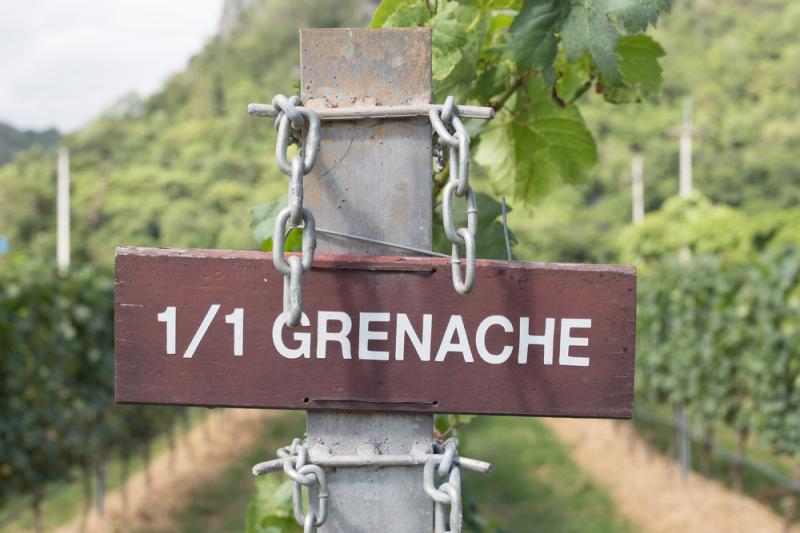 Grenache Weinfeld