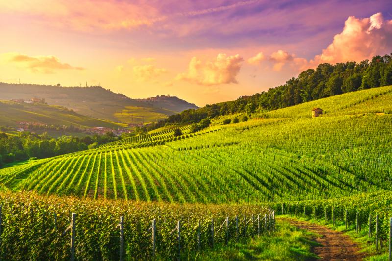 Langhe Weinberge in Italien