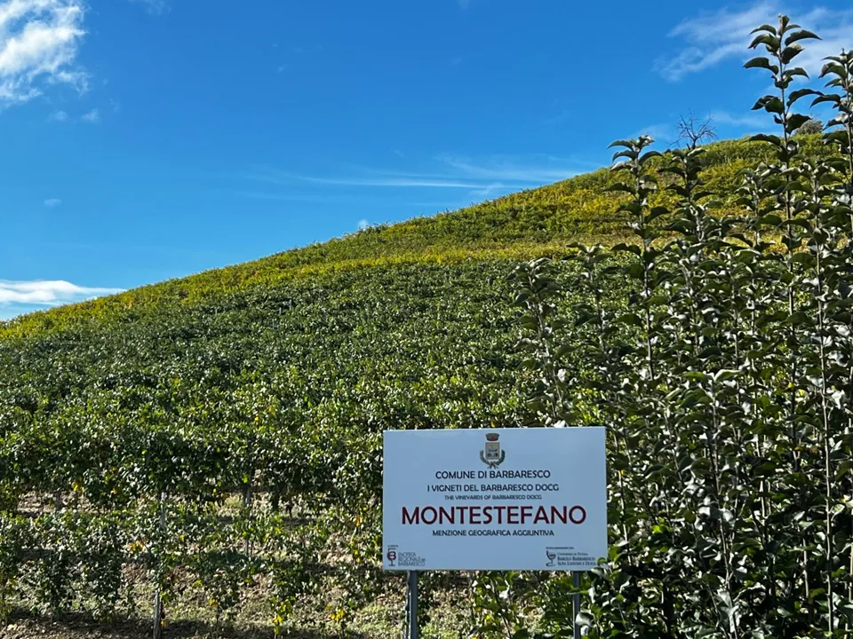 Cartello del vigneto Montestefano davanti a una vigna a Barbaresco.