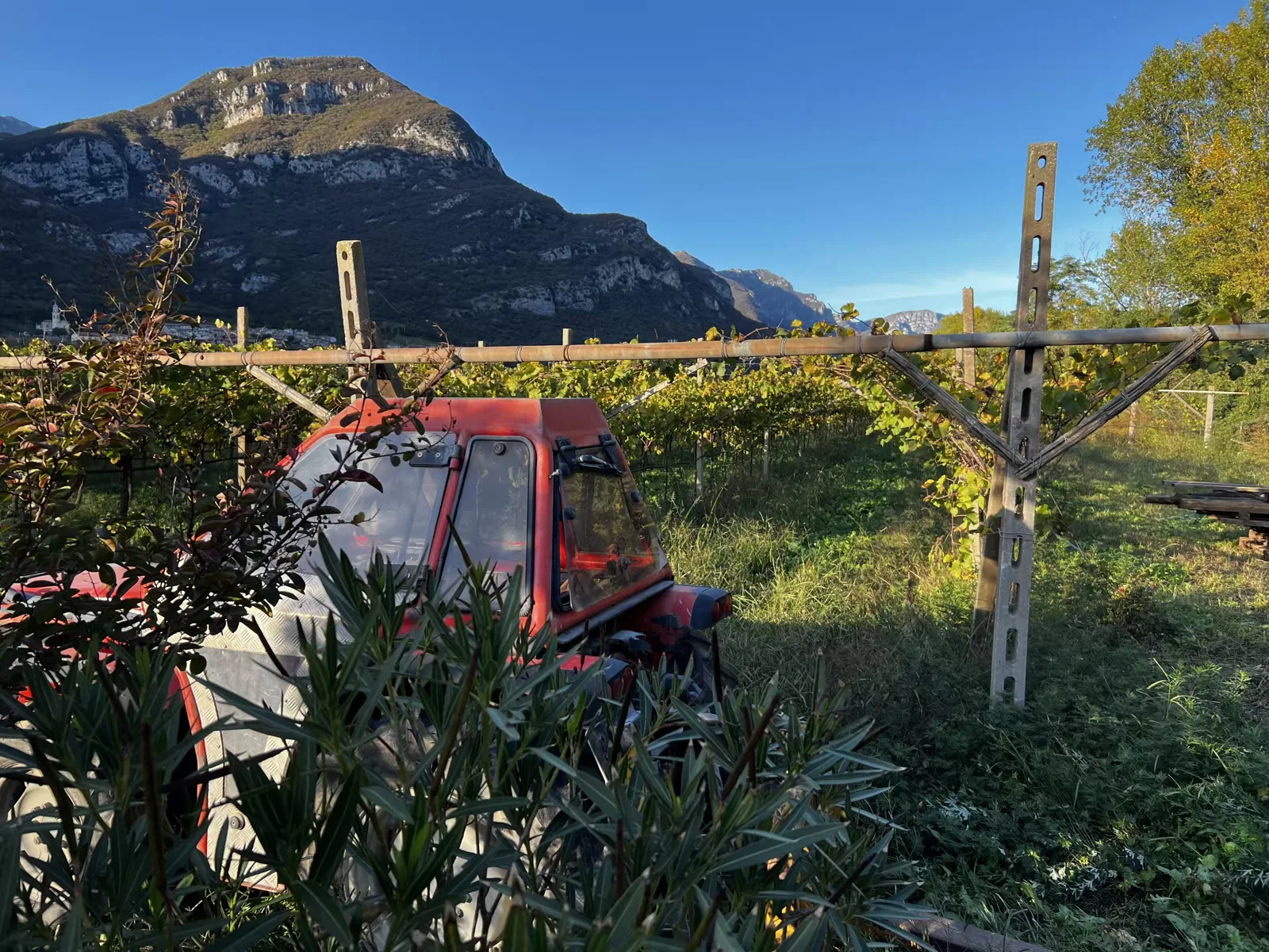 Trattore rosso sotto le pergole di viti davanti a uno scenario montano.