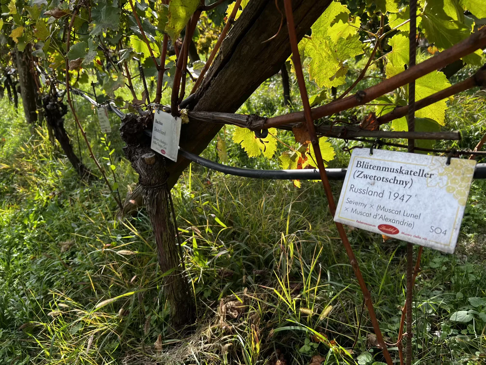 Rebstock mit Sortenschild Blütenmuskateller unter einem Pergoladach.