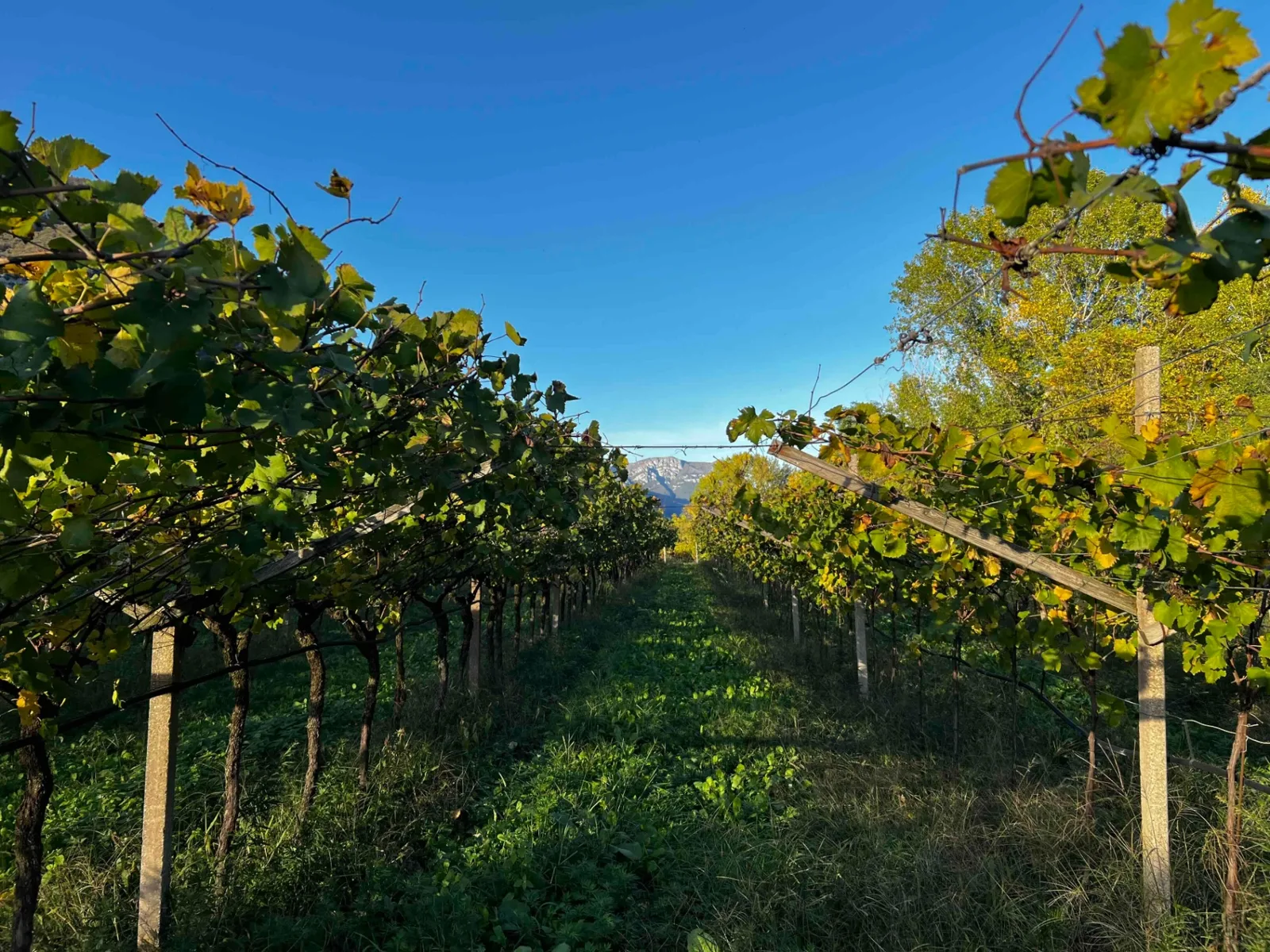 Sentiero verde tra alti filari di viti sotto il cielo azzurro.