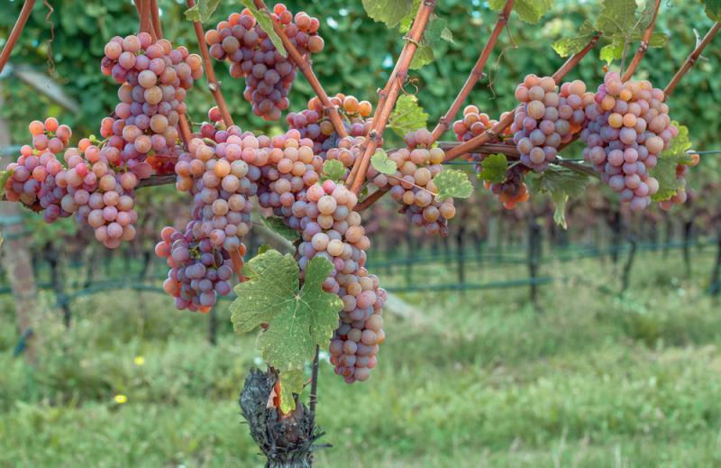Gewürztraminer Weintrauben